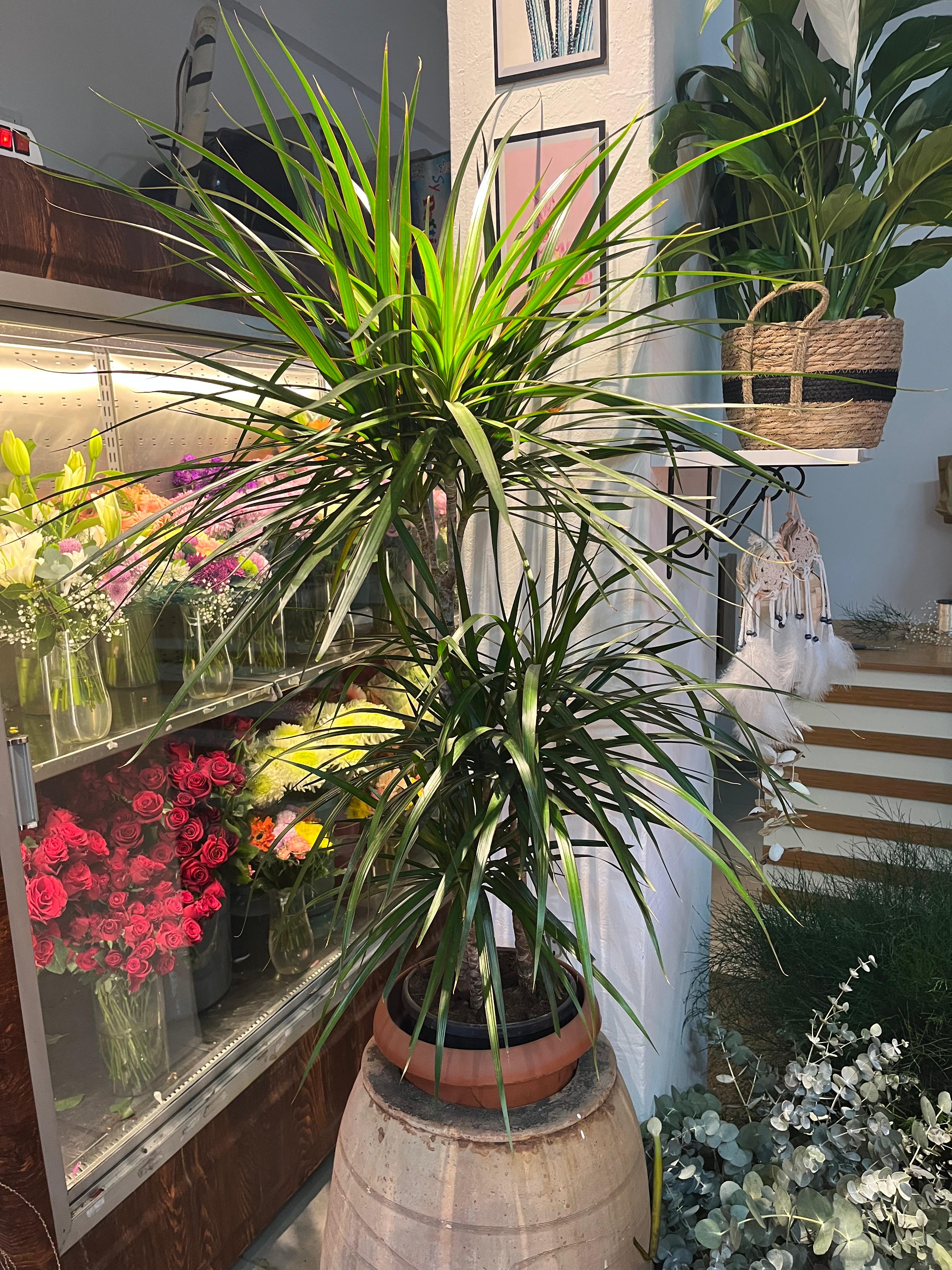 Marginata Madagaskar